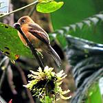 Uniform Treehunter / Thripadectes ignobilis