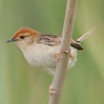 Краснохвостая цистикола / Cisticola rufilatus
