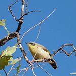 Grey-headed Honeyeater / Ptilotula keartlandi