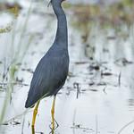 Красногорлая цапля / Egretta vinaceigula