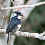 Black-breasted Puffbird / Notharchus pectoralis