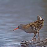 Водяной пастушок / Rallus aquaticus