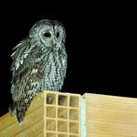 Strix mauritanica