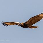 Black-breasted Buzzard / Hamirostra melanosternon
