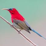 Crimson Sunbird / Aethopyga siparaja