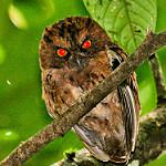 Сантомейская сплюшка / Otus hartlaubi