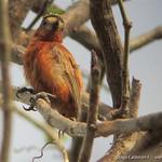 Каштановый дятелок / Picumnus cinnamomeus