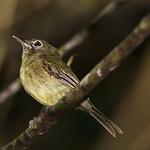 Eye-ringed Tody-Tyrant / Hemitriccus orbitatus