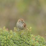 Line-fronted Canastero / Asthenes urubambensis