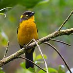 Lacrimose Mountain Tanager / Anisognathus lacrymosus