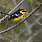 Лодкоклювые мухоловки / Machaerirhynchidae фото