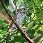 Белоухий медолюб / Lichmera alboauricularis