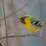 Clicking Shrike-babbler / Pteruthius intermedius