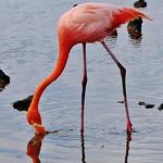 American Flamingo / Phoenicopterus ruber