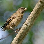 Principe Seedeater / Crithagra rufobrunnea