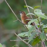 Bangwa Forest Warbler / Bradypterus bangwaensis