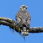 Mountain Hawk-Eagle / Nisaetus nipalensis
