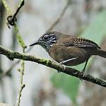 Stripe-throated Wren / Cantorchilus leucopogon