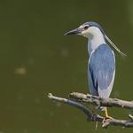 Кваква / Nycticorax nycticorax