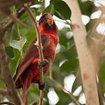 Кардиналовый лори / Pseudeos cardinalis