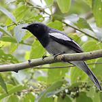 McGregor's Cuckooshrike / Malindangia mcgregori