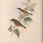 Норфолкская белоглазка / Zosterops albogularis