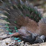 Mountain Peacock-Pheasant / Polyplectron inopinatum