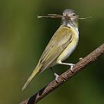 Зелёно-жёлтый виреон / Vireo flavoviridis