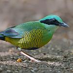 Bar-bellied Pitta / Hydrornis elliotii