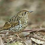 Bassian Thrush / Zoothera lunulata