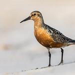 Исландский песочник / Calidris canutus