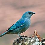 Синекрылая танагра / Stilpnia cyanoptera