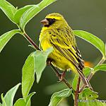 Желтолобый канареечник / Crithagra frontalis