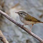 Pale-legged Leaf Warbler / Phylloscopus tenellipes