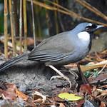 Black-throated Laughingthrush / Pterorhinus chinensis
