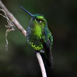 Black-thighed Puffleg / Eriocnemis derbyi
