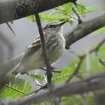 Mouse-grey Flycatcher / Myiophobus crypterythrus