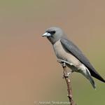 Ashy Woodswallow / Artamus fuscus