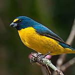 Зеленогорлая эуфония / Euphonia chalybea