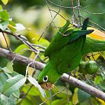 Гаитянская аратинга / Psittacara chloropterus