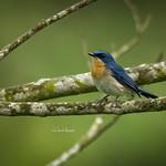 Bornean Blue Flycatcher / Cyornis superbus