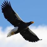 Белоплечий орлан / Haliaeetus pelagicus