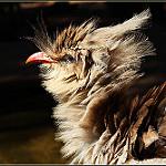 Хохлатая кариама / Cariama cristata
