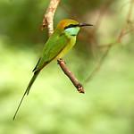 Asian Green Bee-eater / Merops orientalis