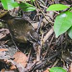 Fernwren / Oreoscopus gutturalis