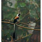 White-bellied Treepie / Dendrocitta leucogastra