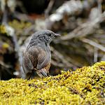 Анкашский тапакуло / Scytalopus affinis