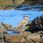 Ржанковые / Charadriidae фото