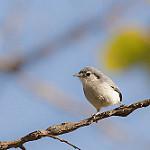 Para Gnatcatcher / Polioptila paraensis