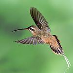 Koepcke's Hermit / Phaethornis koepckeae